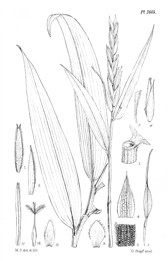 Poaceae Arundinaria auricoma
