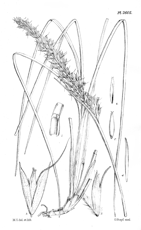 Poaceae Deyeuxia sclerophylla