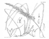 image of Deyeuxia sclerophylla