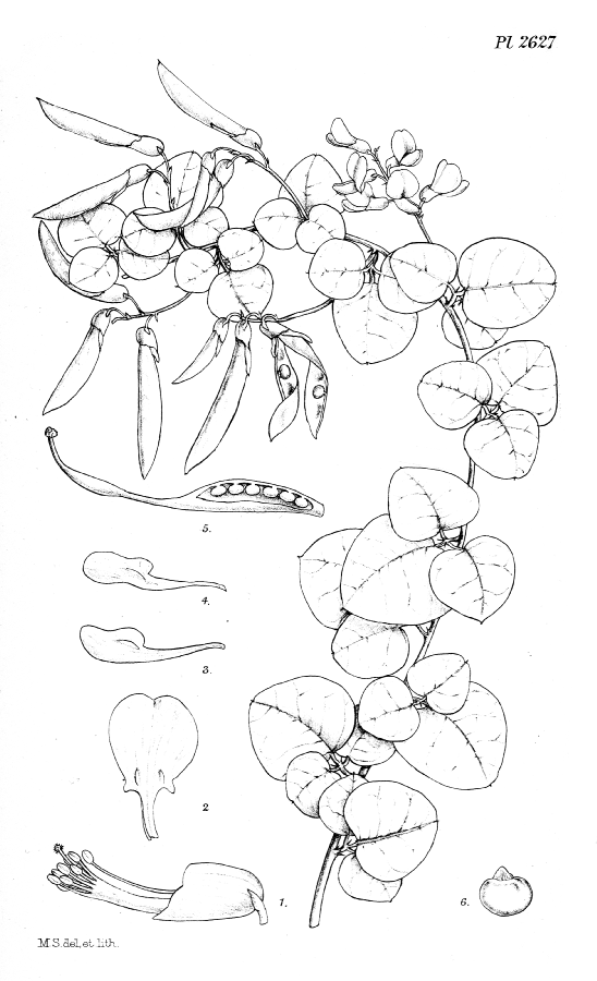 Fabaceae Dumasia cordifolia