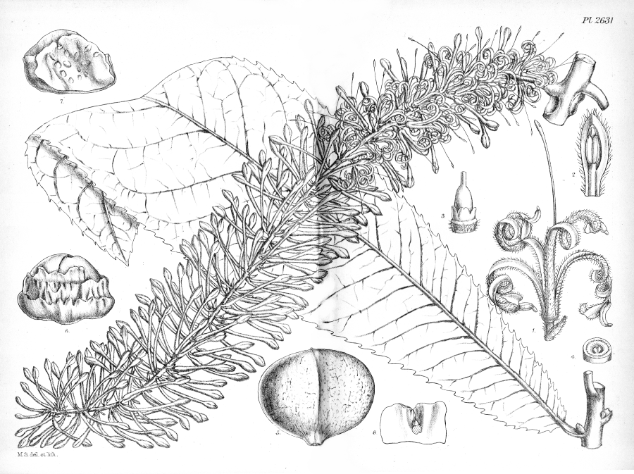 Proteaceae Helicia grandis