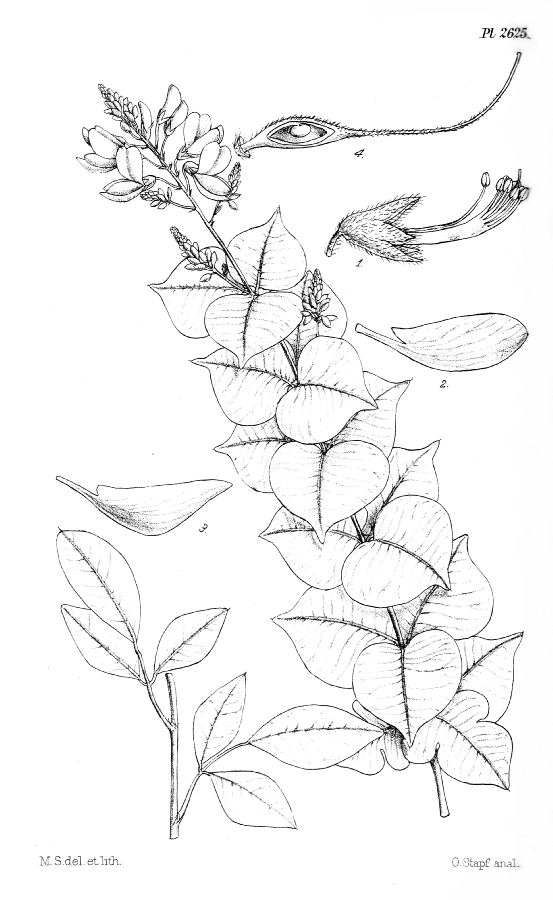 Fabaceae Lespedeza diversifolia