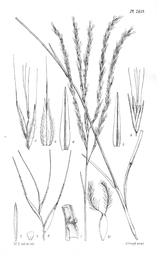 Poaceae Lophacme digitata