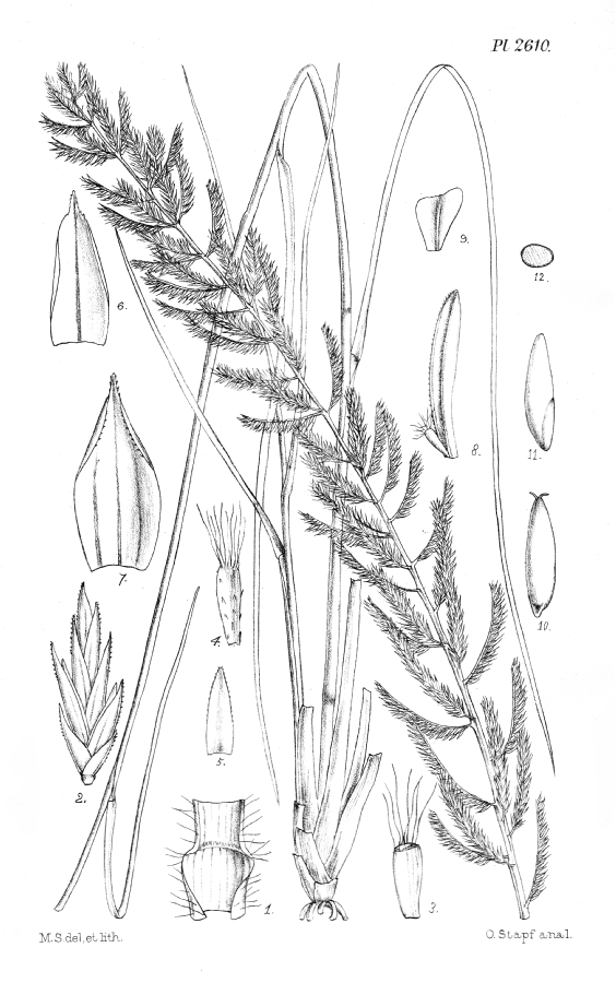 Poaceae Pogonarthria falcata