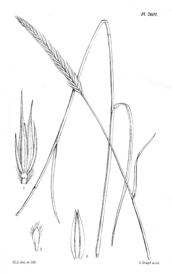 Poaceae Secale africanum