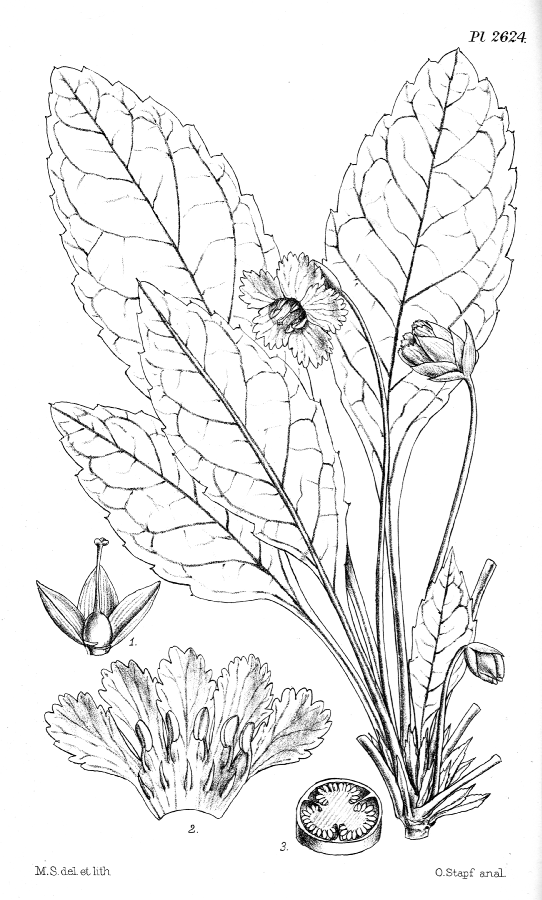 Diapensiaceae Shortia sinensis