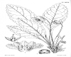 image of Shortia sinensis