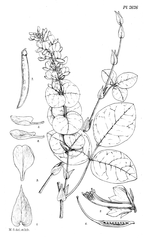Fabaceae Shuteria sinensis