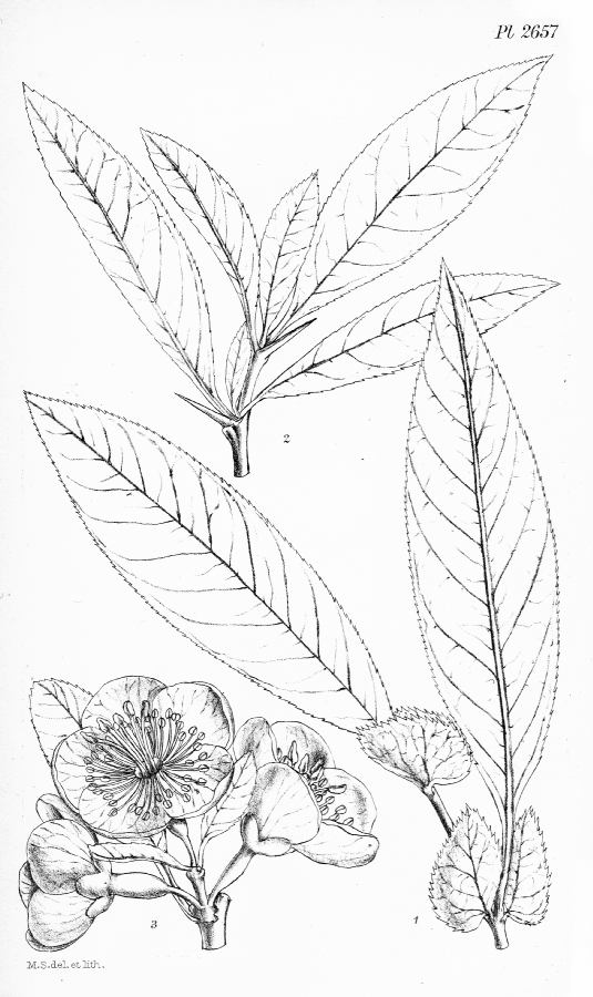 Rosaceae Cydonia cathayensis