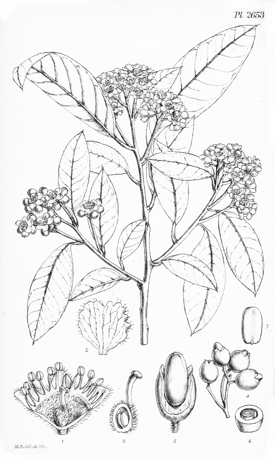 Rosaceae Dichotomanthes tristaniaecarpa