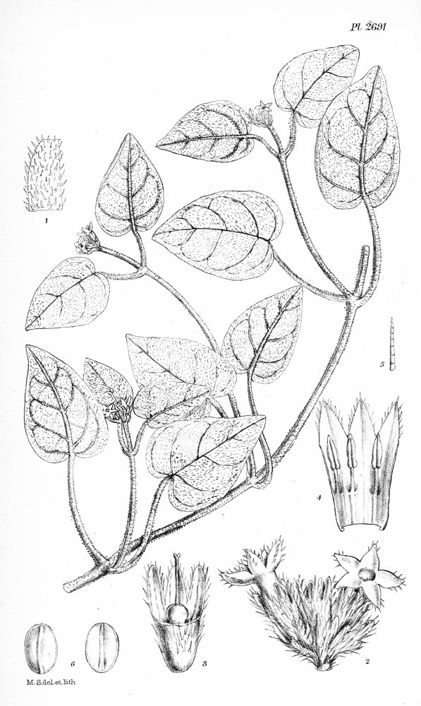Rubiaceae Geophila pilosa