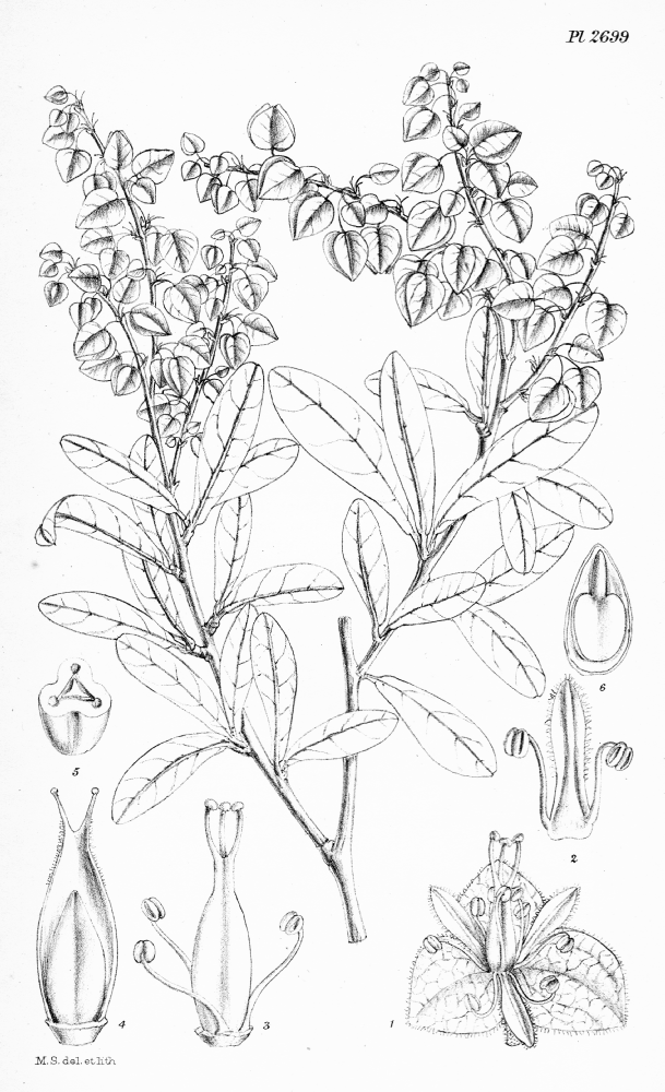 Polygonaceae Gymnopodium floribundum