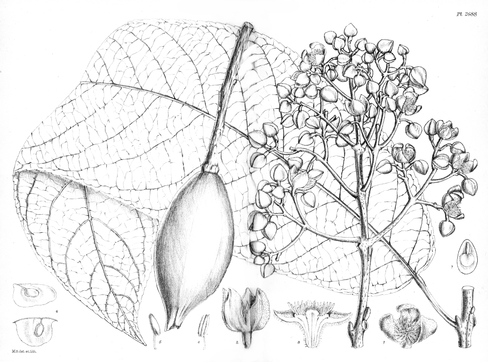 Salicaceae Itoa orientalis