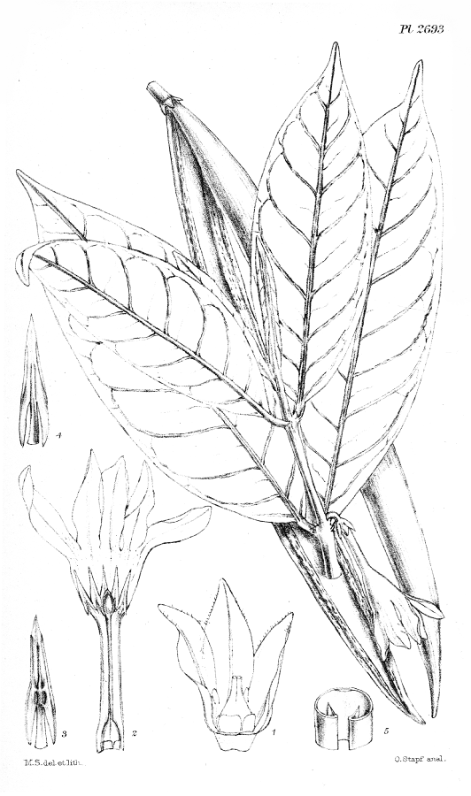 Plantaginaceae Kickxia borneensis