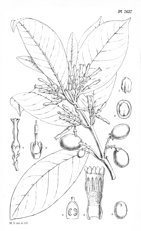 Apocynaceae Lacmellea utilis