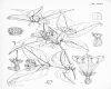 image of Leycesteria sinensis