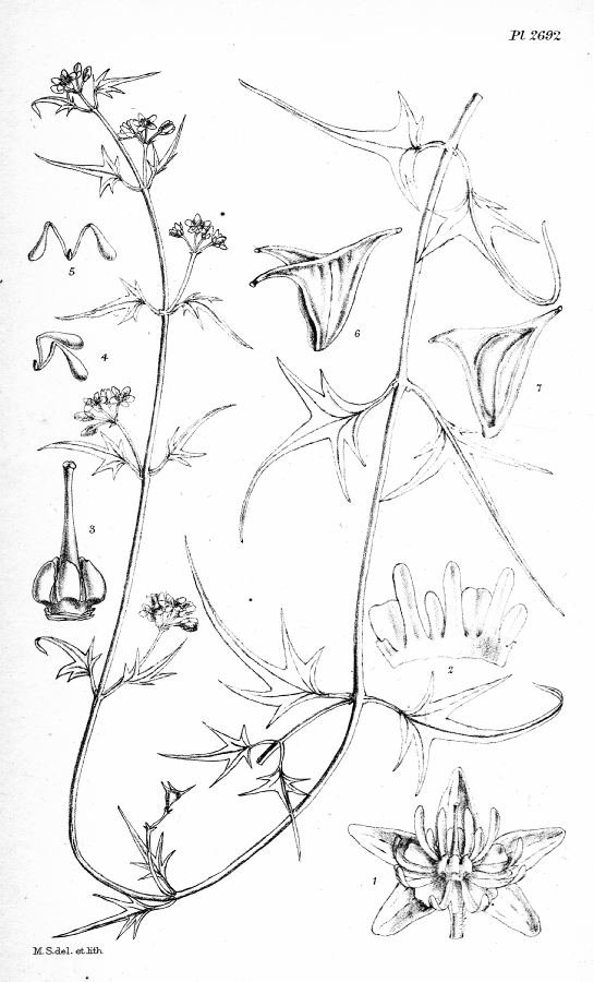 Apocynaceae Lobostephanus palmatus