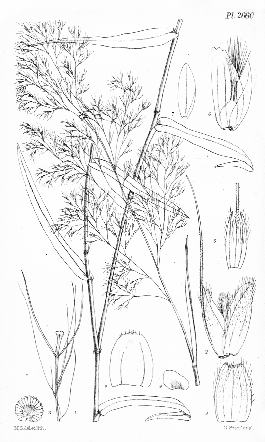 Poaceae Melinis tenuissima