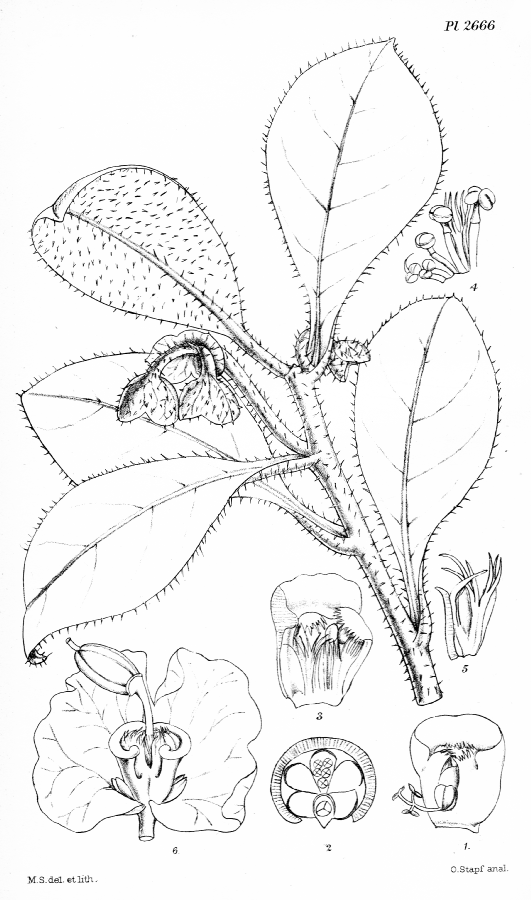 Euphorbiaceae Euphorbia echinulatum