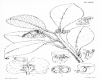 image of Euphorbia echinulatum