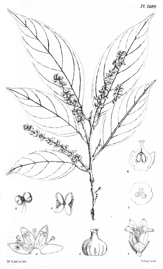 Coulaceae Ochanostachys amentacea