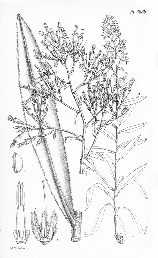 Boraginaceae Onosma exsertum