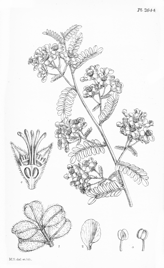 Rosaceae Osteomeles subrotunda