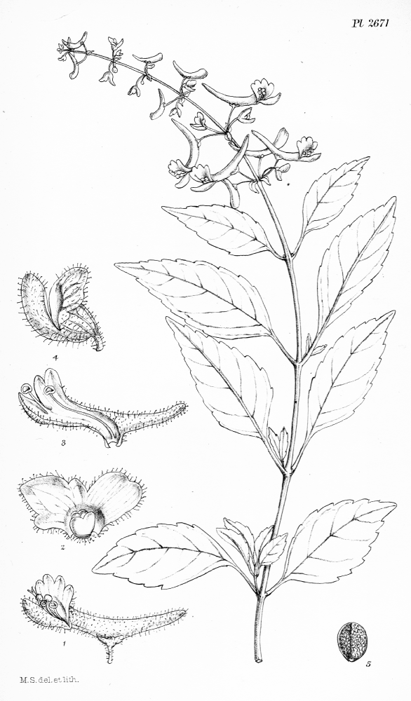 Lamiaceae Plectranthus calcaratus