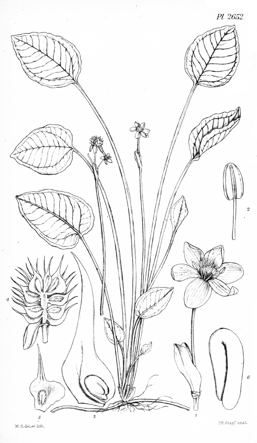 Alismataceae Ranalisma rostrata