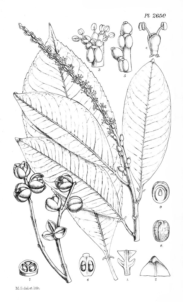 Euphorbiaceae Sapium aucuparium