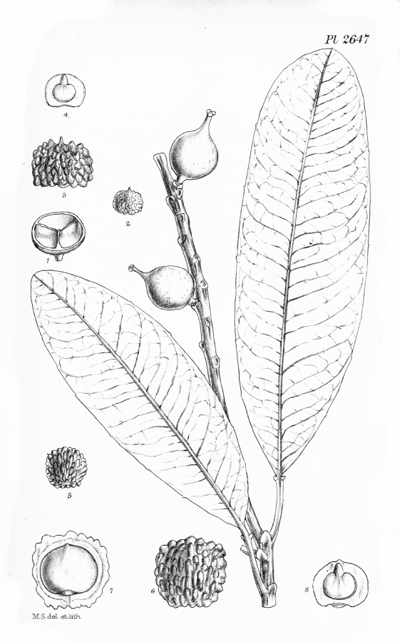 Euphorbiaceae Sapium verum