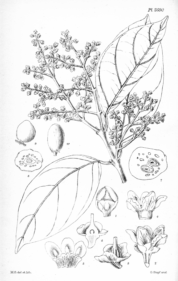 Sapotaceae Sarcosperma paniculatum