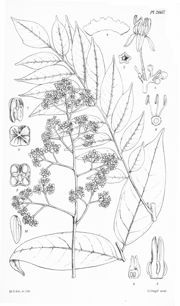 Anacardiaceae Spondias lakonensis