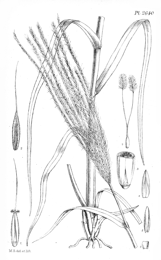 Poaceae Stereochlaena cameroni