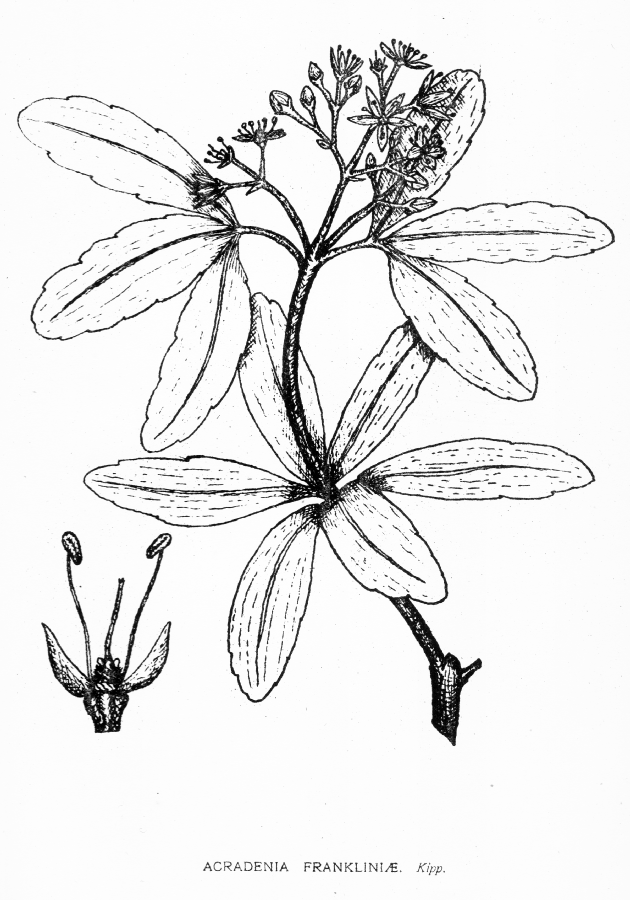 Rutaceae Acradenia frankliniae