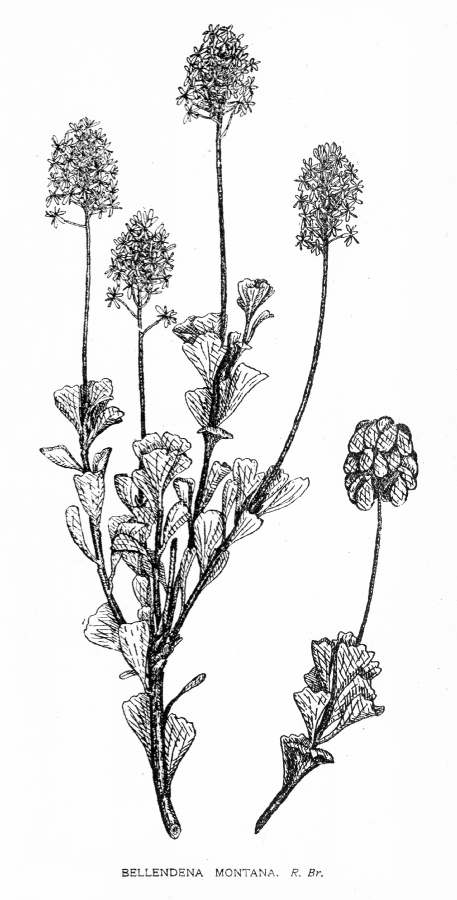 Proteaceae Bellendena montana