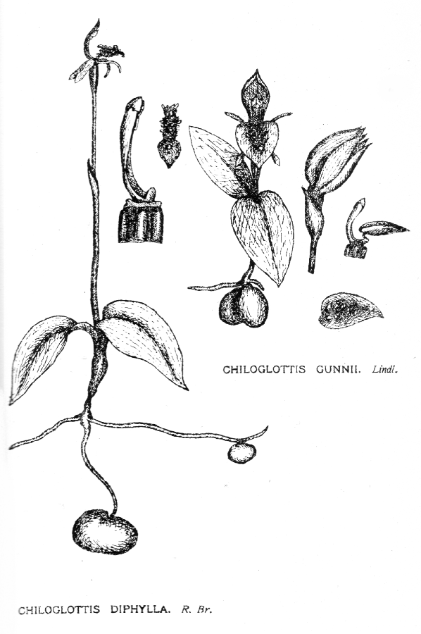Orchidaceae Chiloglottis gunnii