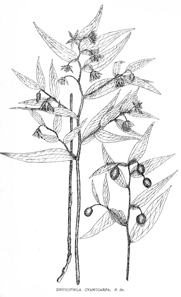 Luzuriagaceae Drymophila cyanocarpa
