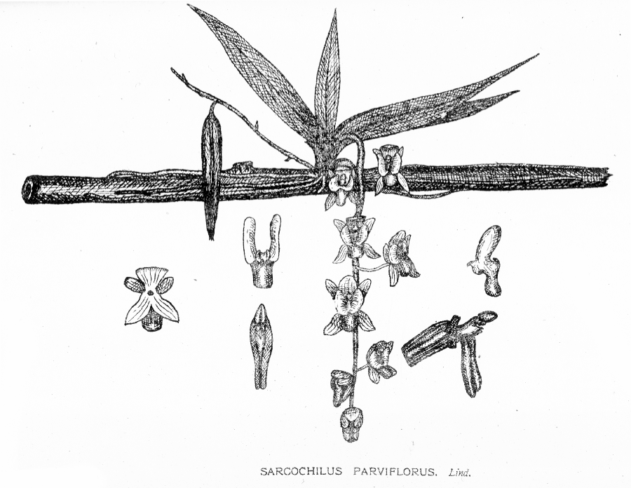 Orchidaceae Sarcochilus parviflorus