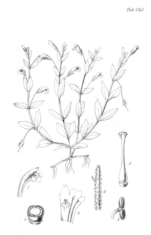 Linderniaceae Lindernia capensis