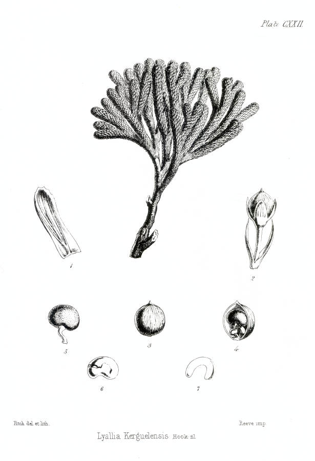 Montiaceae Lyallia kerguelensis