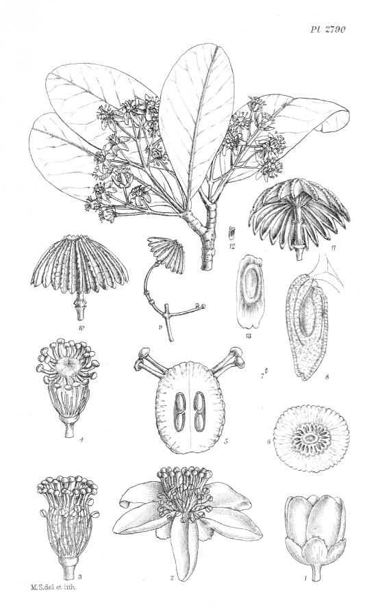 Ochnaceae Medusagyne oppositifolia