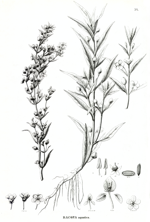 Plantaginaceae Bacopa aquatica