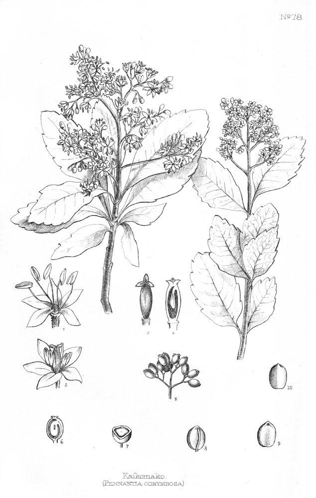 Pennantiaceae Pennantia corymbosa