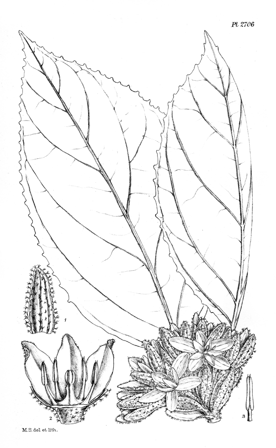 Pentaphragmataceae Pentaphragma albiflorum