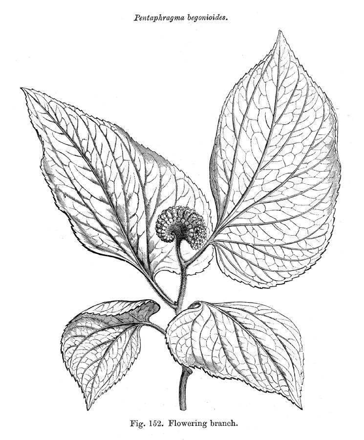 Pentaphragmataceae Pentaphragma begonioides
