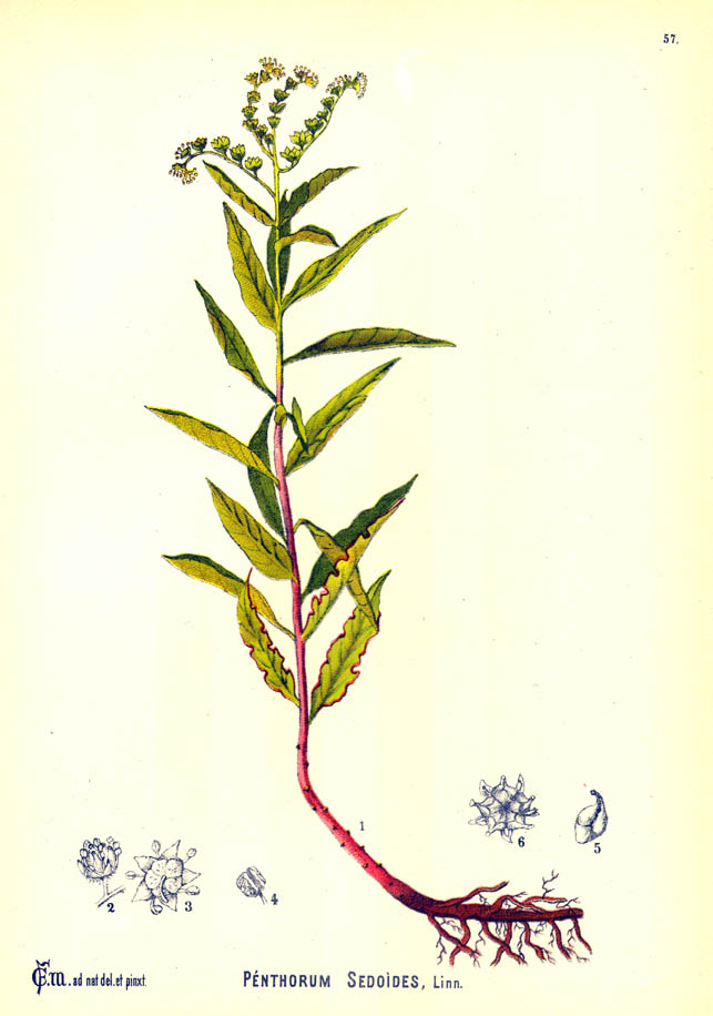 Penthoraceae Penthorum sedoides