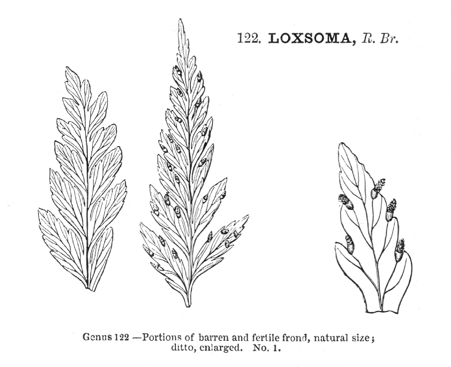 Loxsomataceae Loxsoma cunninghamii