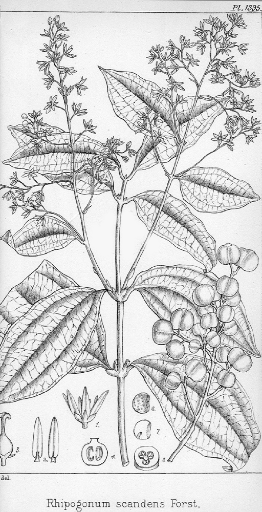 Ripogonaceae Ripogonum scandens