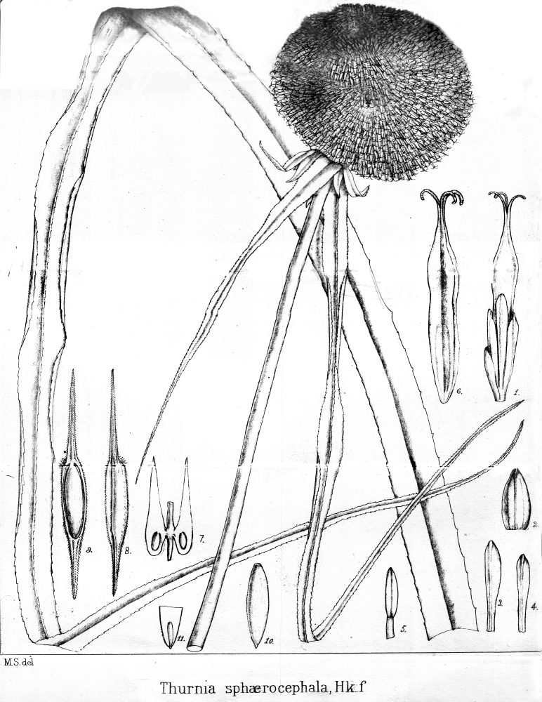 Thurniaceae Thurnia sphaerocephala